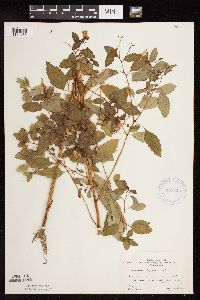 Impatiens capensis image