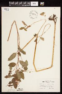 Impatiens capensis image