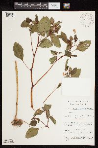 Impatiens capensis image