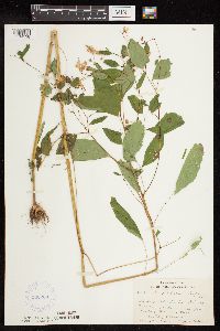 Impatiens capensis image