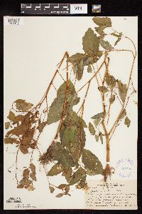 Impatiens capensis image