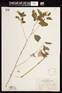 Impatiens capensis image