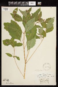 Impatiens capensis image