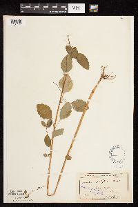 Impatiens capensis image