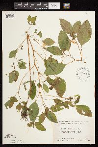 Impatiens capensis image