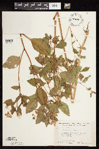 Impatiens capensis image