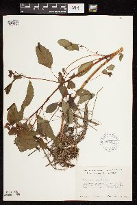 Impatiens capensis image