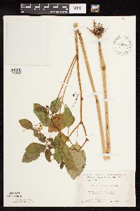 Impatiens capensis image