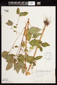 Impatiens capensis image