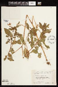 Impatiens capensis image