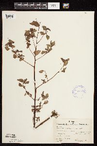 Impatiens capensis image