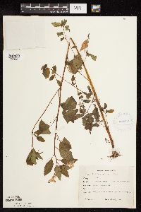 Impatiens capensis image