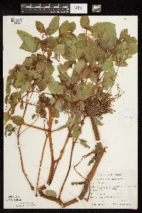 Impatiens capensis image