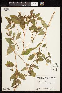 Impatiens capensis image