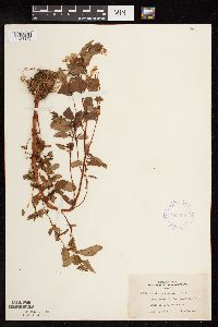 Impatiens capensis image