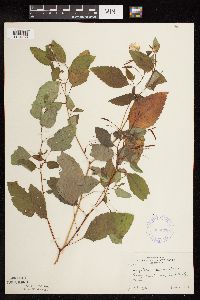 Impatiens capensis image