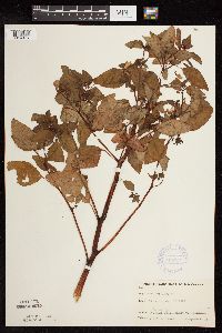 Impatiens capensis image