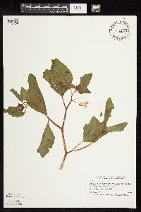 Impatiens capensis image