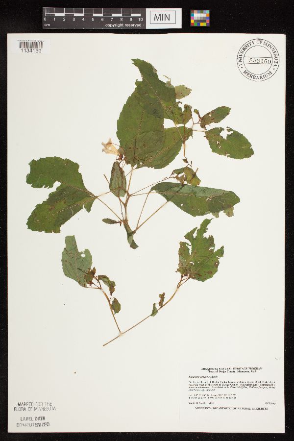 Balsaminaceae image