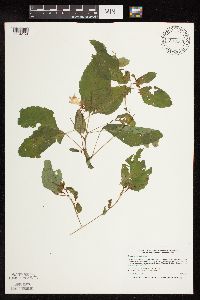 Impatiens capensis image