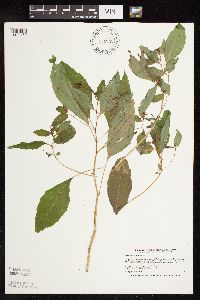 Impatiens capensis image