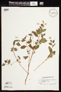 Impatiens capensis image