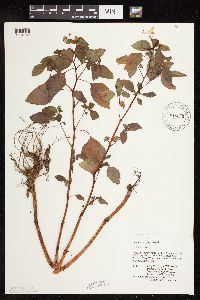 Impatiens capensis image