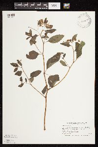 Impatiens capensis image