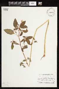 Impatiens capensis image