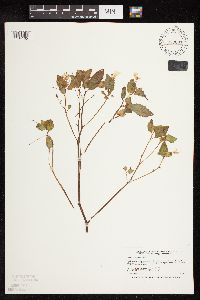 Impatiens capensis image