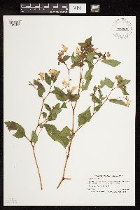 Impatiens capensis image