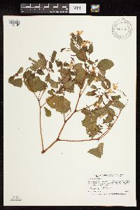 Impatiens capensis image