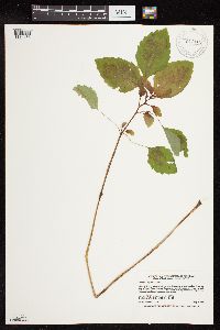 Impatiens capensis image