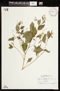 Impatiens capensis image