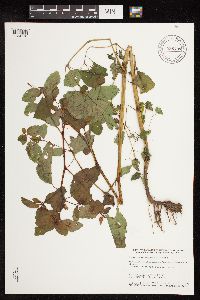 Impatiens capensis image