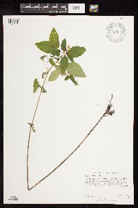 Impatiens capensis image