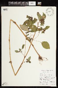 Impatiens capensis image