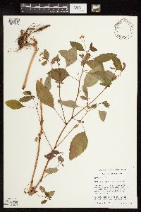 Impatiens capensis image