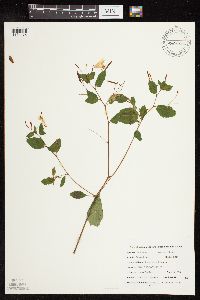 Impatiens capensis image