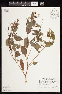 Impatiens capensis image