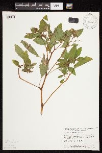 Impatiens capensis image