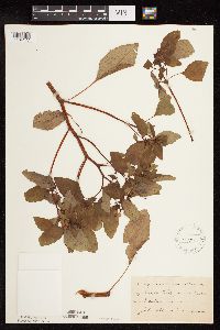 Impatiens capensis image