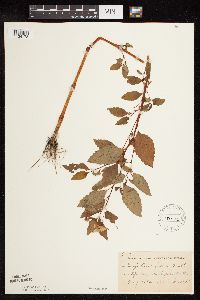 Impatiens capensis image