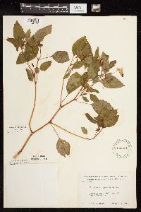 Impatiens capensis image