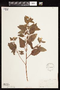 Impatiens capensis image