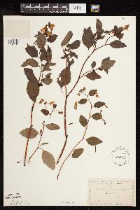 Impatiens capensis image