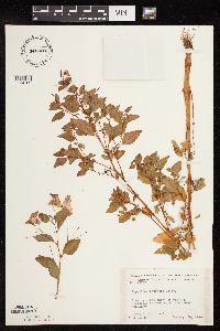 Impatiens capensis image