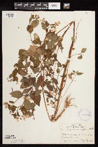 Impatiens capensis image