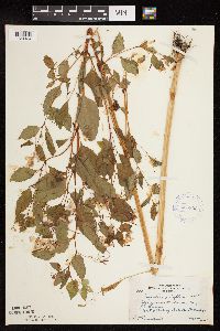 Impatiens capensis image