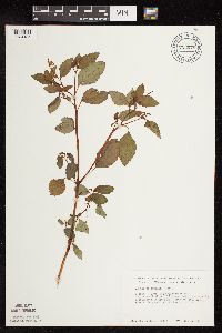 Impatiens capensis image